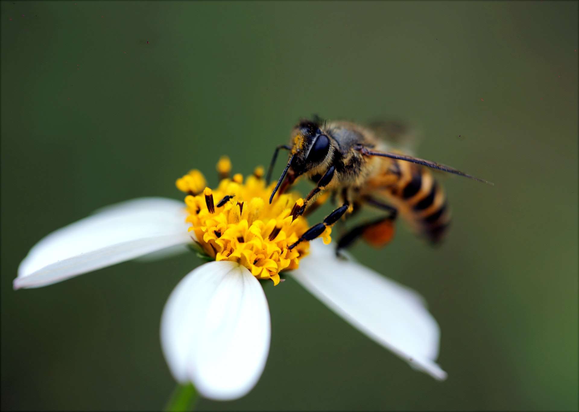 bumble bee on a daisy