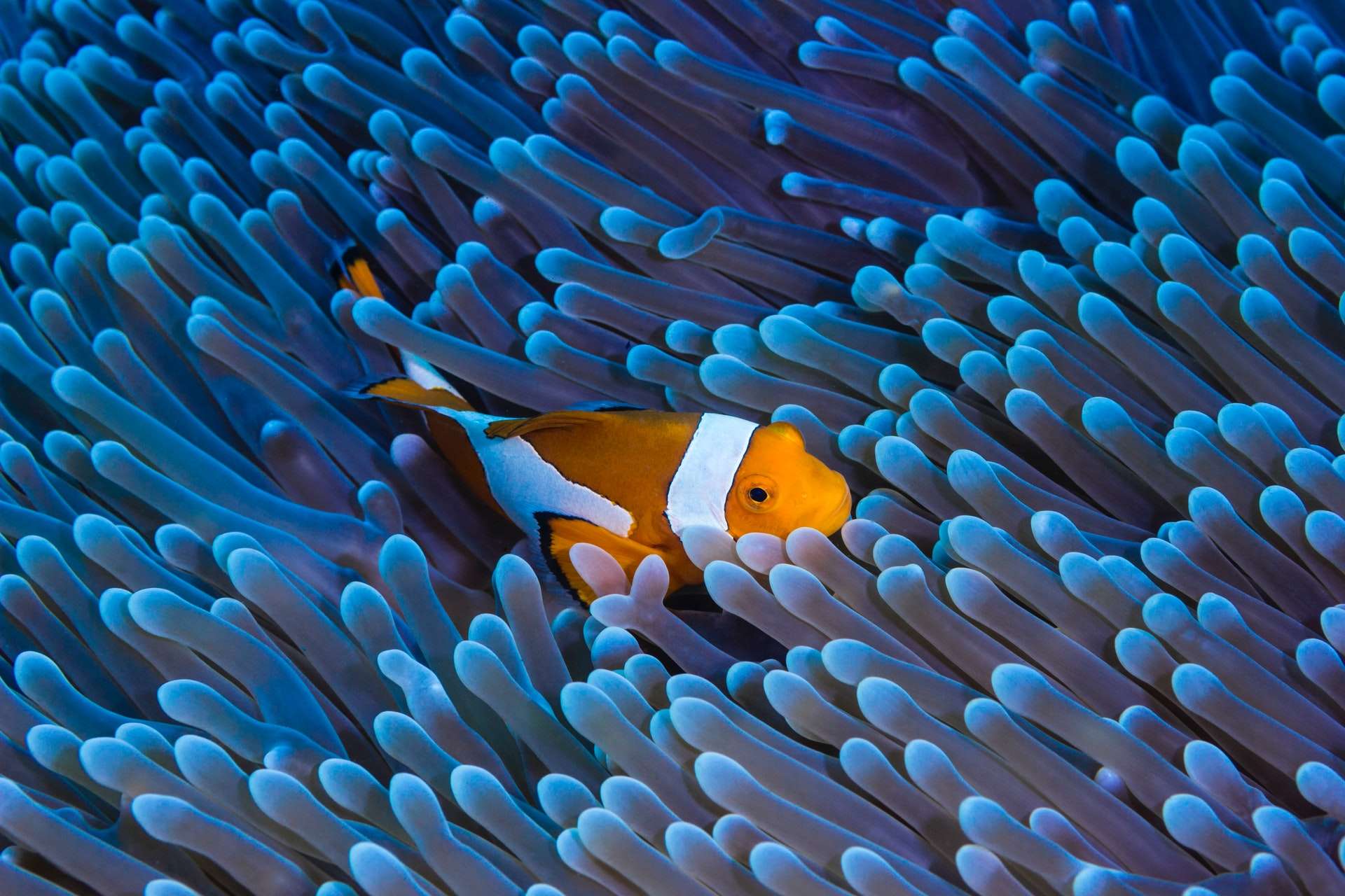 fish in a blue sea